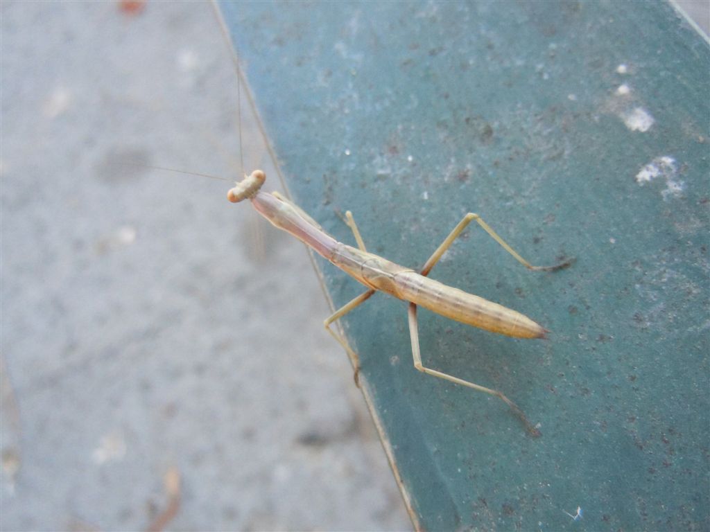 Giovane Mantis religiosa? no, Iris oratoria